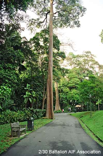 Singapore Botanic Gardens
