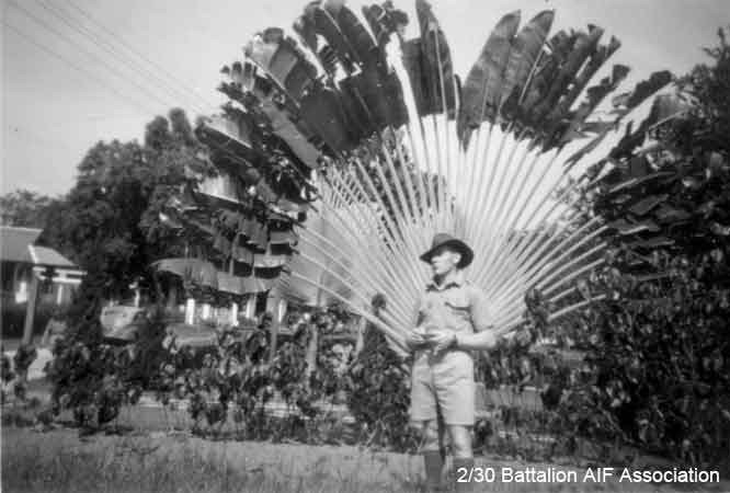 Palm Court Restaurant
"Harold Dorse taken outside Palm Court Restaurant. Note how much like a big fan they are. The natives here cut one of the branches and make a broom of it.

24 August 1941
Malaya

NX21813 - DORSE, Harold James, Pte. - A Company, 8 Platoon

Died Burma Hospital 24/1/1944
