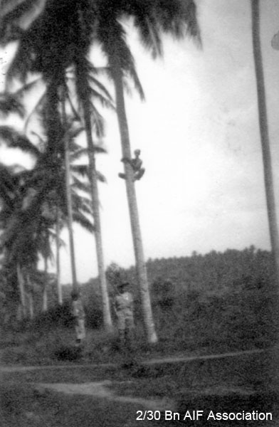 Collecting coconuts in Malaya, 1941
We asked this chap to get a few coconuts for the troops while on a route march. 
NX40301 - BUCKHAM, John Hope, Cpl., and NX26295 - DAWSON, Leonard Percy (aka Gobble Gobble), WO2, are at the foot of the palm tree - 1941.
Keywords: batupahat