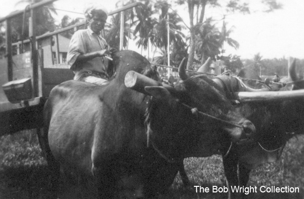 Oxen in Malaya
"Hump back oxen which do the work of horses here. October, 1941."

1. The photographs are to be known as The Bob Wright Collection.
2. Reproduction of the Collection or any part of it is prohibited without written permission.
3. Permission is granted to the 2/30th Batallion Association to reproduce the Collection as it deems appropriate.
4. Permission is granted to the Australian War Memorial Museum to reproduce the Collection as it deems appropriate.
5. All other permission is specifically withheld.
6. Written application for permission to reproduce the Collection, or part of it, may be made to:
Mr I. Wright
95 Hewitt Avenue
Wahroonga 2076 New South Wales

